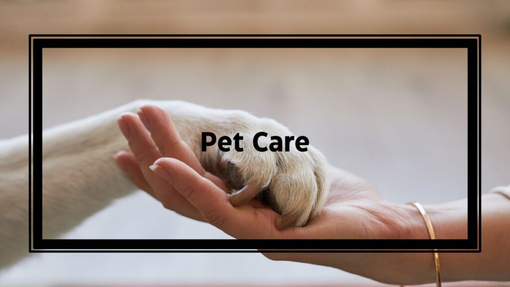 pet care services