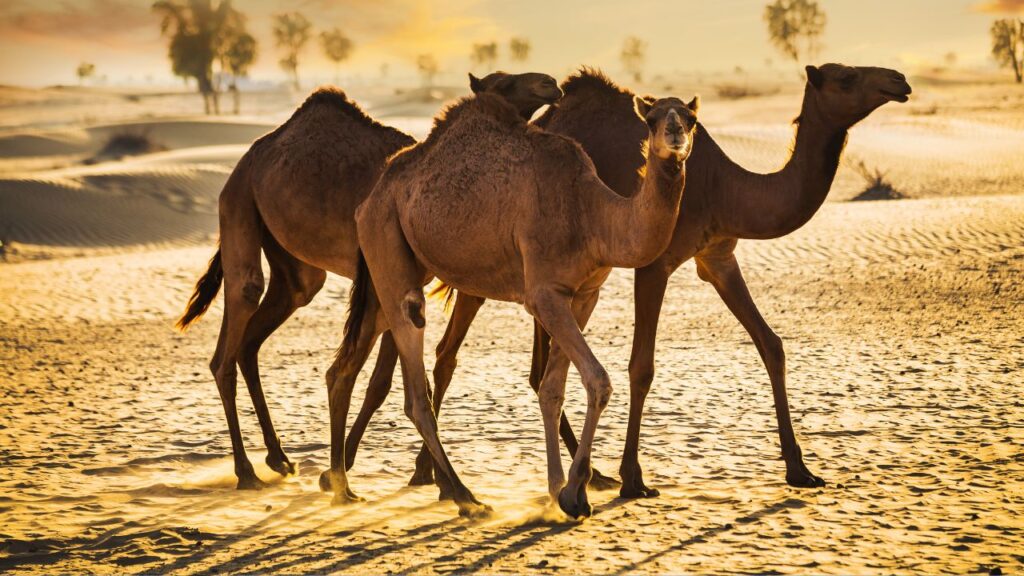 Dubai Camel Safari 2024